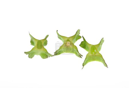 Foto de El frijol alado, Psophocarpus tetragonolobus, es una planta herbácea tropical ampliamente utilizada en el sur de Asia.. - Imagen libre de derechos