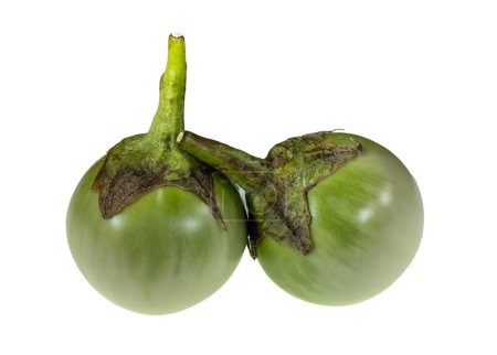 Abschnitt einer weißen thailändischen Aubergine, Solanum melongena, zeigt die Samen in einem cremefarbenen inneren Fruchtfleisch.