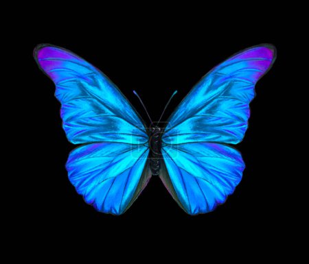 Blue morpho butterfly hand drawn illustration. Bright tropical insect drawing isolated over black background.