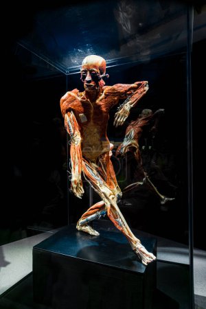 Photo for MOSCOW, RUSSIA - MAY 05, 2021: Famous anatomy exhibition Body Worlds where plastinated bodies are exhibited. View of human figure showing medical apparatus. - Royalty Free Image
