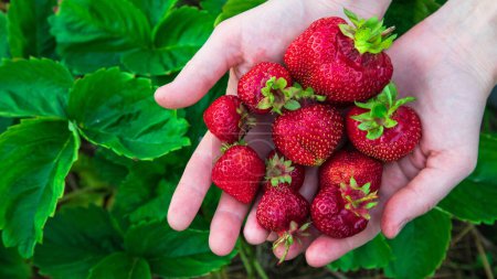 Photo for Woman farmer holding fistful of big ripe strawberries - Royalty Free Image