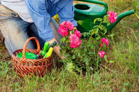Foto de Mujer jardinero plantando un retoño de rosa roja - Imagen libre de derechos