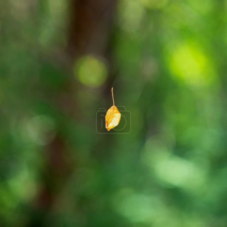 Téléchargez les photos : Dried yellow leaf hanging in the air on the spider's web - en image libre de droit