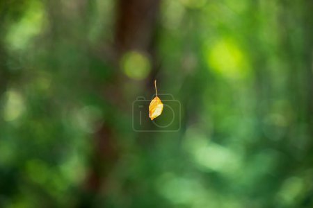 Photo for Dried yellow leaf hanging in the air on the spider's web - Royalty Free Image