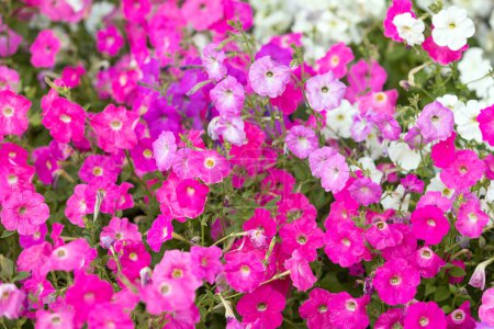Téléchargez les photos : De belles fleurs de pétunia. Beauté colorée de la nature - en image libre de droit