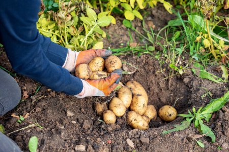 Téléchargez les photos : Mains d'un particulier avec des pommes de terre récoltées. Agriculteur dans le jardin - en image libre de droit