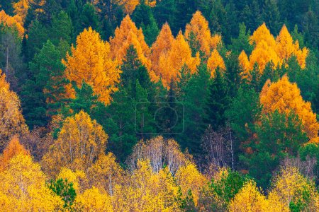 Foto de Colorido bosque otoñal en las montañas. Colorido follaje en los árboles. - Imagen libre de derechos