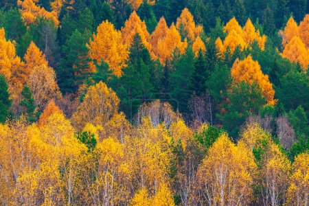 Téléchargez les photos : Saison d'automne dans sa beauté. Couleurs vert et jaune des arbres. - en image libre de droit