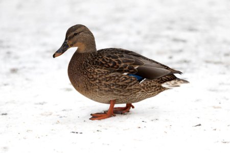 Téléchargez les photos : Canard femelle au sol recouvert de neige - en image libre de droit