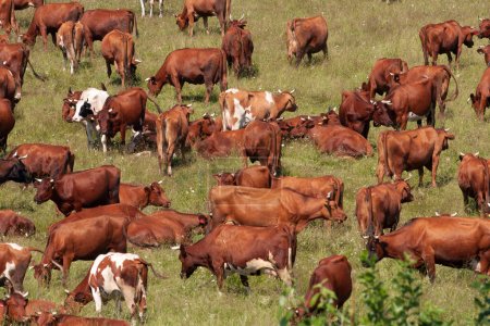 Foto de Manada de vacas pastando en un prado verde en el verano - Imagen libre de derechos