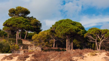 Téléchargez les photos : Pins sur la côte de Costa Brava, Catalogne, Espagne - en image libre de droit
