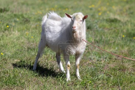 Téléchargez les photos : Chèvre blanche sur une prairie - en image libre de droit