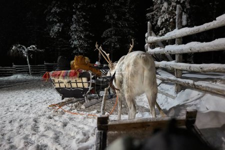 Téléchargez les photos : Des traîneaux à rennes sillonnent les forêts de pins enneigés du nord de la Finlande, à partir d'une ferme de cerfs située à la campagne. Destination préférée pour vacances de Noël - en image libre de droit
