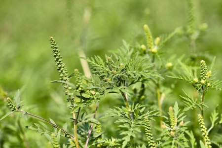Téléchargez les photos : Ragweed plante, très allergique libérant des pollens à la fin du mois d'août, provoquant des allergies pour de nombreuses personnes - en image libre de droit