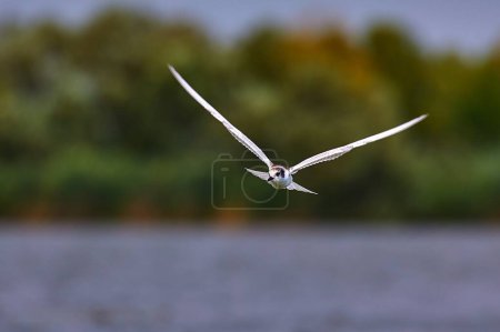 Téléchargez les photos : Oiseau en vol, sterne murmurée au-dessus de la réserve naturelle du lac Tisza - en image libre de droit