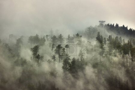 Nebel bedeckt die Latschenkiefernwälder, neblige Landschaft