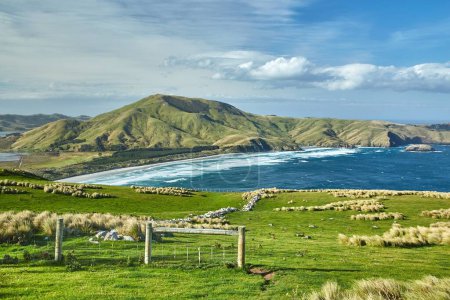 Téléchargez les photos : Collines verdoyantes avec herbe sur la péninsule d'Otago en Nouvelle-Zélande, paysage rural - en image libre de droit
