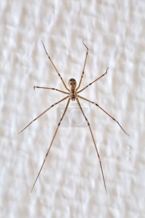 Photo for Spider closeup on the wall, long legs - Royalty Free Image