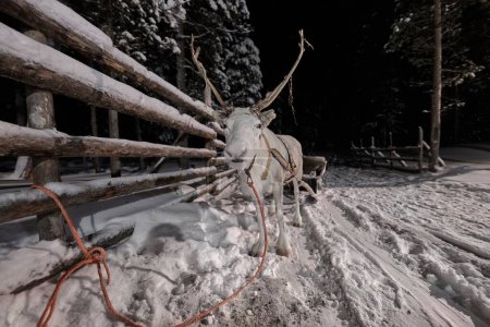 Photo for Reindeer sledge in the snow, winter in northern Finland - Royalty Free Image