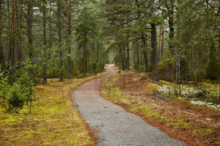 Photo for Forest detail with tall pine trees and path leading through the woods - Royalty Free Image