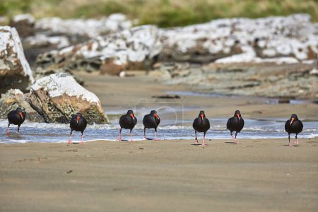 Téléchargez les photos : Oiseaux néo-zélandais oystercatchers sur la plage - en image libre de droit