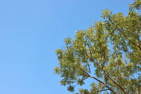 Photo for Green leaves of a tree with clear bright sunny blue sky background - Royalty Free Image