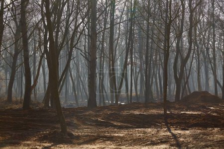 Photo for Foggy forest in late autumn, early winter, muddy wet ground - Royalty Free Image