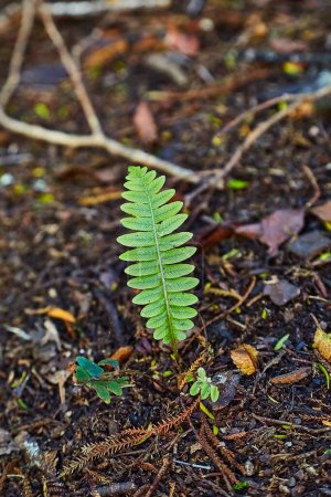 Photo for Fern closeup small emerging plants on rainforest ground, nutrient rich soil, fragile plant emerging - Royalty Free Image