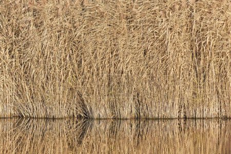Photo for Lakeside landscape detail reed reflection on calm water - Royalty Free Image