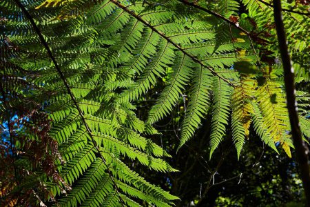 Photo for Fern leaves fresh green plant nature background - Royalty Free Image