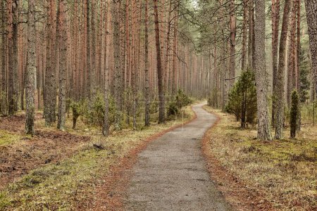 Photo for Forest detail with tall pine trees, path going through - Royalty Free Image