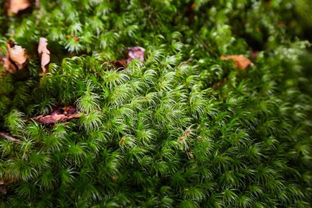 Photo for Moss growing forming a soft cover - Royalty Free Image