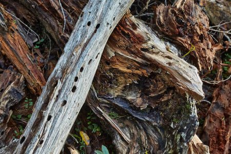 Abgebrochener Baumstamm und herabgefallene Äste auf dem Waldboden