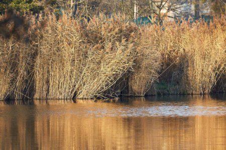 Photo for Lakeside landscape detail reed reflection on calm water - Royalty Free Image