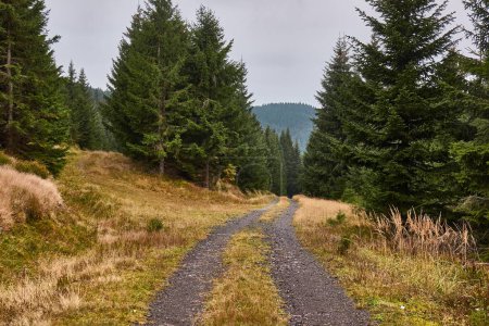 Photo for Walking in forest and hills among big spruce and pine trees - Royalty Free Image