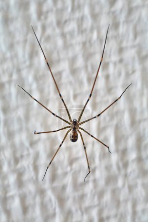 Spider closeup on the wall, long legs