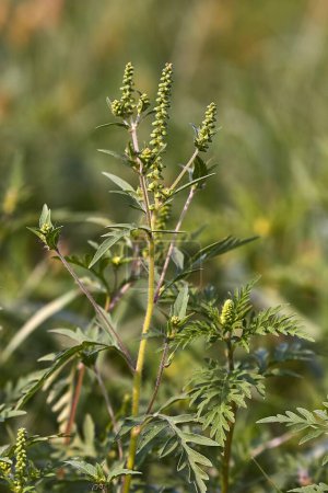 Ragweed, plante très allergique libérant des pollens à la fin août
