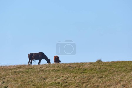 Horses grazing walking away on the horizon