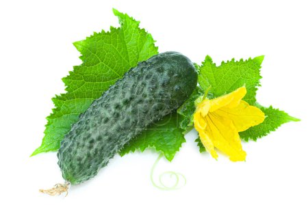 Téléchargez les photos : Concombre vert frais avec des feuilles et des fleurs sur fond blanc - en image libre de droit