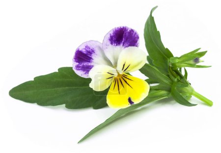 Viola tricolor (Pansy, cupid's delight) flower and leaves on a white background.