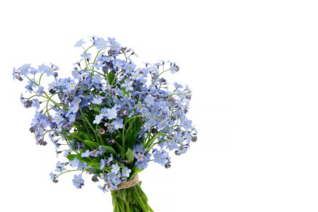 Photo for Bouquet of wild forget me not flowers. Bunch of blossom forget-me-not, myosotis flowers on white background. - Royalty Free Image
