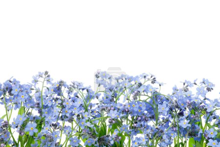Photo for Row of wild forget me not flowers. Blossom forget-me-not, myosotis on white background. - Royalty Free Image
