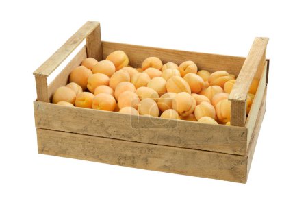 Photo for Wooden crate full of fresh ripe apricots, isolated on white background. - Royalty Free Image