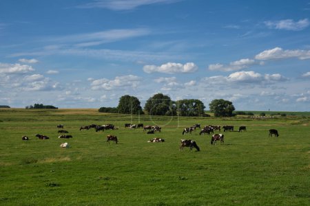 Foto de Una manada de vacas pastando en un prado en verano. - Imagen libre de derechos