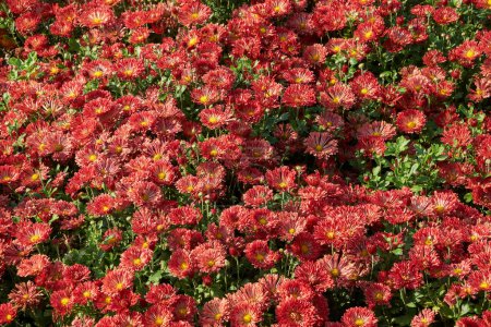 Foto de Fondo de flores de crisantemo rojo. - Imagen libre de derechos