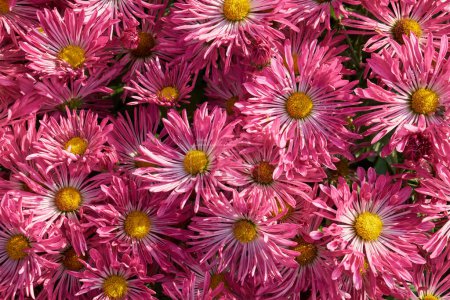 Foto de Fondo de flores de crisantemo rosa y blanco. Vista superior. - Imagen libre de derechos