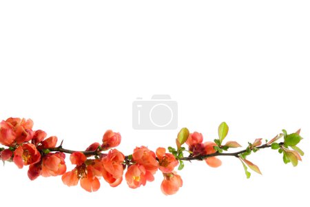 Foto de Rama de flor Chaenomeles japonica arbusto. Ramita de membrillo de manzana en flor sobre fondo blanco. - Imagen libre de derechos