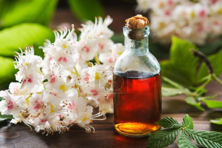 Photo for Bottle of infusion or tincture of blossom and leaves of chestnuts tree. Blossoming horse chestnut twigs and green spring leaves. Alternative herbal medicine. - Royalty Free Image