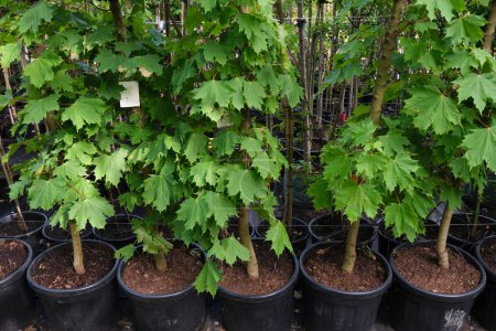 Photo for Row of young maple trees in plastic pots. Seedling trees in plant nursery. - Royalty Free Image