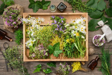 Caja de madera llena de racimos de hierbas medicinales, plantas sanas secas y flores. Medicina herbal alternativa. Vista superior. Puesta plana.